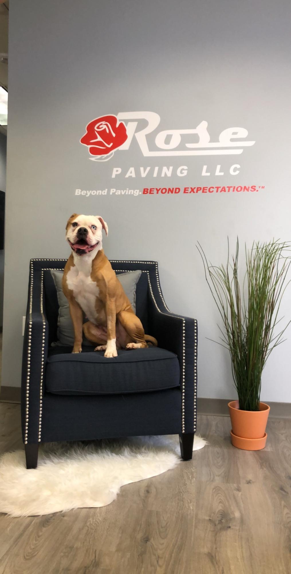 Rose Paving Contractors Fosters Rosie the dog in Atlanta